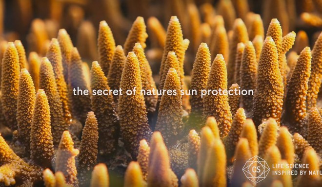 coral sun sunscreen